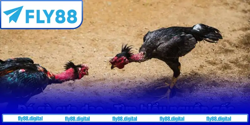 Đá gà cựa dao – Tìm hiểu nguồn gốc Đá gà cựa dao – Tìm hiểu nguồn gốc